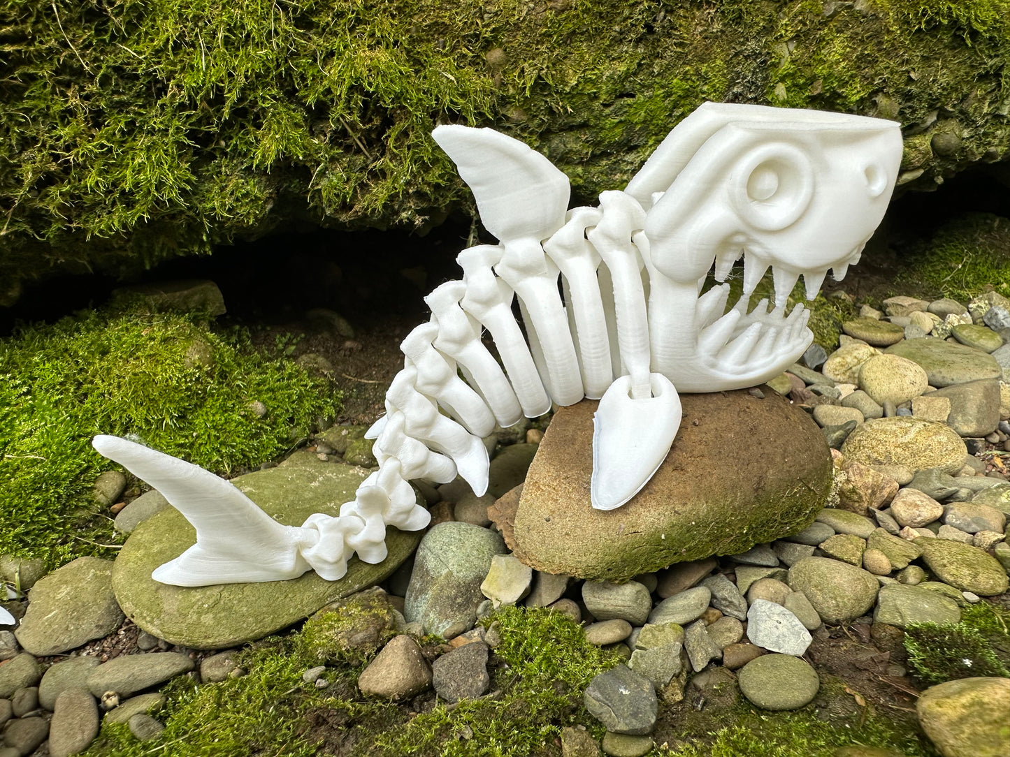 Skeleton Shark