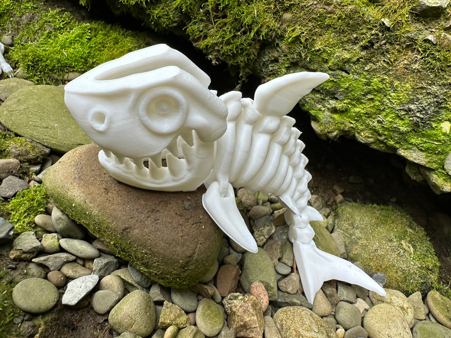 Skeleton Shark