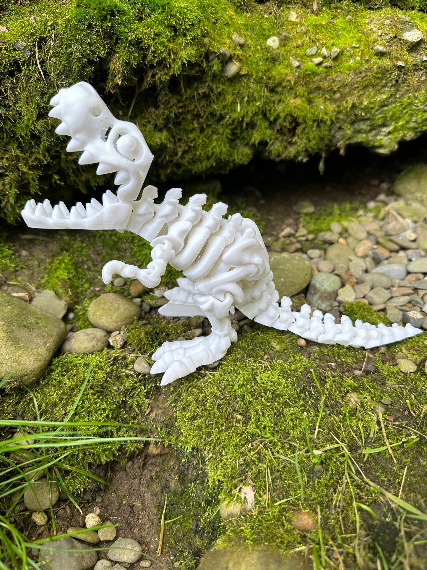 Skeleton Tyrannosaurus Rex, T-Rex